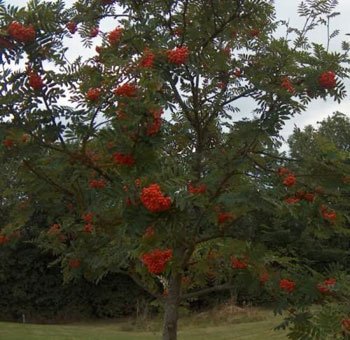 Image of Rowan (Sorbus Acuparia) / Mountain Ash Native Hedge Plants - 1-2ft
