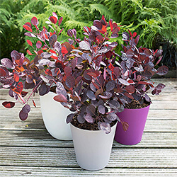 Small Image of Cotinus coggygria 'Royal Purple' 19cm Pot Size