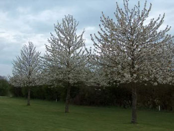 Image of 50 x 3-4ft Wild Cherry (Prunus Avium) Bare Root Hedging Plants Tree Whips Sapling