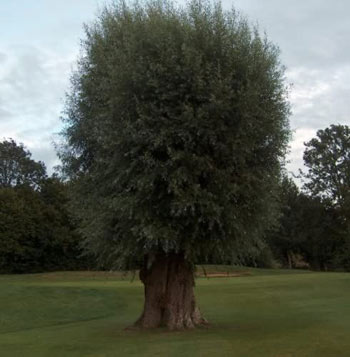 Image of 3-4ft White Willow (Salix Alba) Field Grown Bare Root Hedging Plants