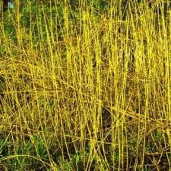 Image of 45 x 2-3ft Yellow Dogwood (Cornus Stolonifera 'Flaviramea') Field Grown Hedging Plants Tree Sapling