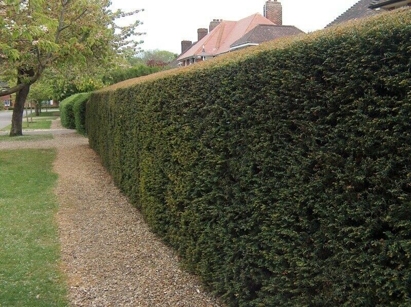 Image of 150 x 20-30cm Yew (Taxus Baccata) Evergreen Bare Root Hedging Plants