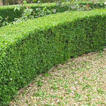 Image of 10 x 15-20cm Box Buxus bare root hedging plants native evergreen hedge topiary