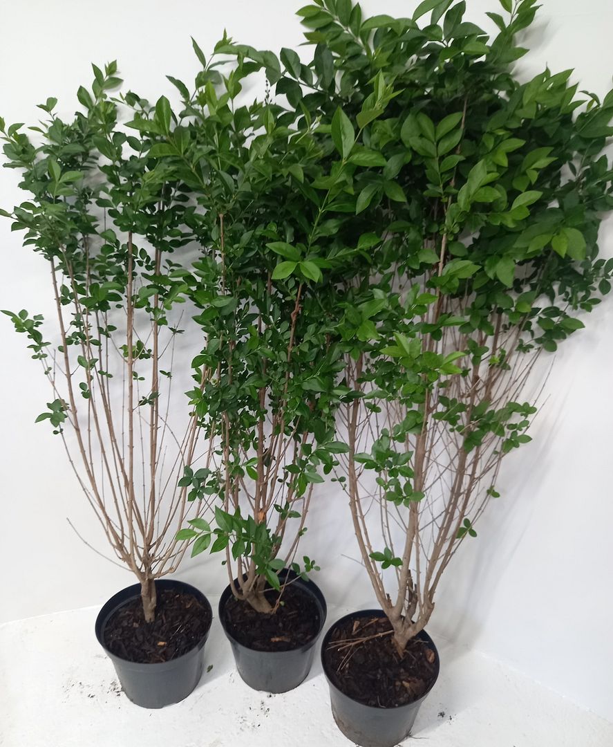 Image of 5 x4-5ft tall potted Green Privet evergreen hedge plant saplings hedging