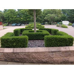Small Image of 10 x Large Box Bare Root Hedge Hedging Plants 30-40cm Tall