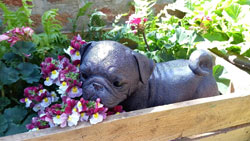 Extra image of Pug Dog Sculpture Figurine