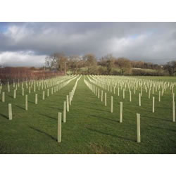 Small Image of Rainbow Tree Defenders with Stakes - 120cm Tall - x10