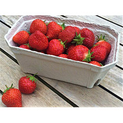 Extra image of Nutley's 500g Biodegradable Fruit Punnets - Quantity: 25