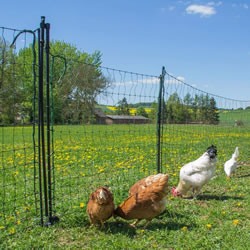 Small Image of Hotline Fencing 'Hot Gate' for 1.1m Standard Electric Poultry Netting