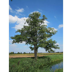 Small Image of 35 x 2-3ft Alder (Alnus Glutinosa) Field Grown Hedging Plants Tree Sapling Whips