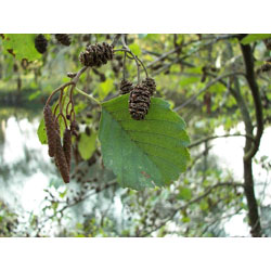 Extra image of 35 x 2-3ft Alder (Alnus Glutinosa) Field Grown Hedging Plants Tree Sapling Whips