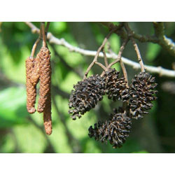 Extra image of 30 x 2-3ft Alder (Alnus Glutinosa) Field Grown Hedging Plants Tree Sapling Whips