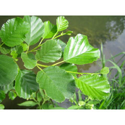 Extra image of 50 x 2-3ft Alder (Alnus Glutinosa) Field Grown Hedging Plants Tree Sapling Whips