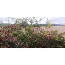 Extra image of 2-3ft Best Value Mixed Native Hedgerow Bare Root Plant Hedge Scheme