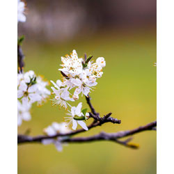 Extra image of 150 x 1-2ft Blackthorn (Prunus Spinosa) Bare Root Hedging Plants