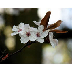 Extra image of 20 Cherry Plum (Prunus Cerasifera) Bare Root Hedging Plants 2-3ft