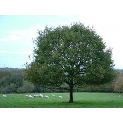 Small Image of English Oak (Quercus Robur) Field Grown Bare Root Hedging Plants - 2-3ft