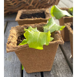 Extra image of Nutley's 6cm Square Biodegradable Organic Wood Fibre Plantable Plant Pots