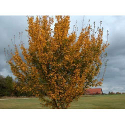 Extra image of 40 x 3-4ft Field Maple (Acer Campestre) Grade A Bare Root Hedging Plant Tree Sapling