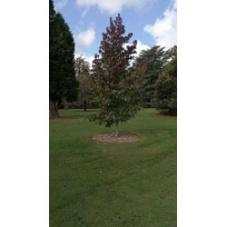Extra image of 200 x 3-4ft Field Maple (Acer Campestre) Grade A Bare Root Hedging Plant Tree Sapling