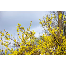Small Image of 50 x 3ft Forsythia (Spectabilis) Field Grown Bare Root Hedging Plants Tree Whip Sapling