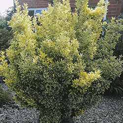 Extra image of Golden Privet (Ligustrum Aureum) Evergreen Hedging Plants - 3ft