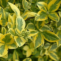 Extra image of Golden Privet (Ligustrum Aureum) Evergreen Hedging Plants - 1-2ft