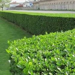 Small Image of 25 x Bare Root 3ft Tall Green Privet Hedge Plants