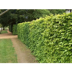 Extra image of 5 x 4ft tall potted Green Copper Beech native hedge plant saplings semi-evergreen hedging