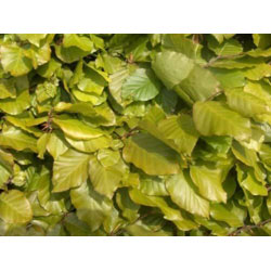 Extra image of 20 x 3-4ft Green Beech (Fagus Sylvatica) Semi-Evergreen Bare Root Hedging Plants
