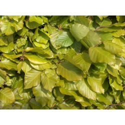 Extra image of 5 x 4ft tall potted Green Copper Beech native hedge plant saplings semi-evergreen hedging