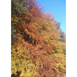 Extra image of 5 x 4ft tall potted Green Copper Beech native hedge plant saplings semi-evergreen hedging