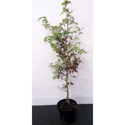 Extra image of 5 x 4ft tall potted Green Copper Beech native hedge plant saplings semi-evergreen hedging