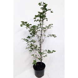 Small Image of 5 x 4ft tall potted Green Copper Beech native hedge plant saplings semi-evergreen hedging