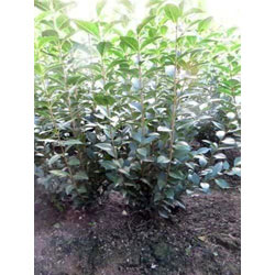 Extra image of Green Privet (Ligustrum Ovalifolium) Evergreen Bare Root Hedging Plants
