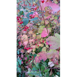 Extra image of Guelder Rose (Viburnum Opulus) Field Grown Bare Root Shade Loving Hedging Plants - 3-4ft