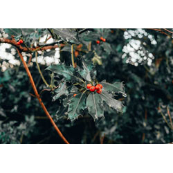 Extra image of 25 x 30-50cm Holly (Ilex Aquifolia) Pot Grown Evergreen Hedging Plants Shrub Whips Sapling