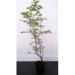 Small Image of 5 x 5ft tall potted Hornbeam native hedge plant saplings semi-evergreen hedging