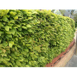 Extra image of 5 x 5ft tall potted Hornbeam native hedge plant saplings semi-evergreen hedging
