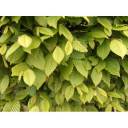 Extra image of 5 x 5ft tall potted Hornbeam native hedge plant saplings semi-evergreen hedging
