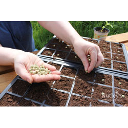 Extra image of Nutley's 24 Cell Full Size Seed Propagator Set - Tray: With Holes