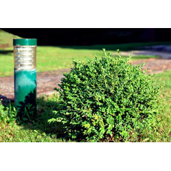 Extra image of 10 x 20-30cm Ilex Crenata (Green Hedge) Box Leafed Japanese Holly 20-30cm
