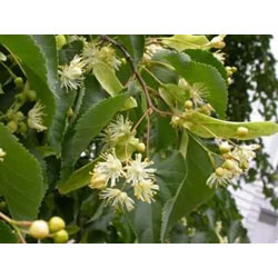 Small Image of 45 x 2-3ft Lime (Tilia Cordata) Field Grown Bare Root Hedging Plants Tree Whip Sapling