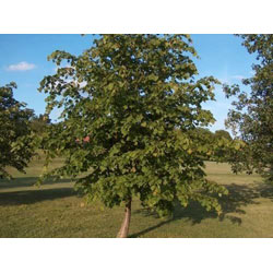 Extra image of 150 x 2-3ft Lime (Tilia Cordata) Field Grown Bare Root Hedging Plants Tree Whip Sapling