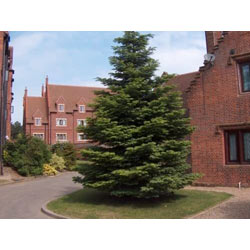 Small Image of 150 x 15-25cm Nordmann (Abies Nordmanniana) Christmas Tree Field Grown Bare Root Tree Whip Plants Sapling