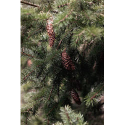 Extra image of 250 x 25-40cm Norway Spruce (Picea Abies) Field Grown Evergreen Bare Root Tree Whip Sapling