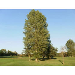Small Image of 10 x 4-5ft Poplar (Populus Nigra) Field Grown Bare Root Hedging Plants Tree Whip Sapling