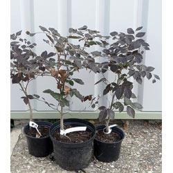 Extra image of 5 x 2ft tall potted Purple Copper Beech native hedge plant saplings semi-evergreen hedging