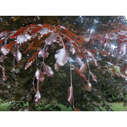Extra image of 5 x 2ft tall potted Purple Copper Beech native hedge plant saplings semi-evergreen hedging