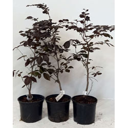 Small Image of 5 x 2ft tall potted Purple Copper Beech native hedge plant saplings semi-evergreen hedging